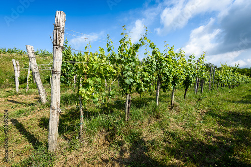 View of famous wine region Goriska Brda hills in Slovenia.