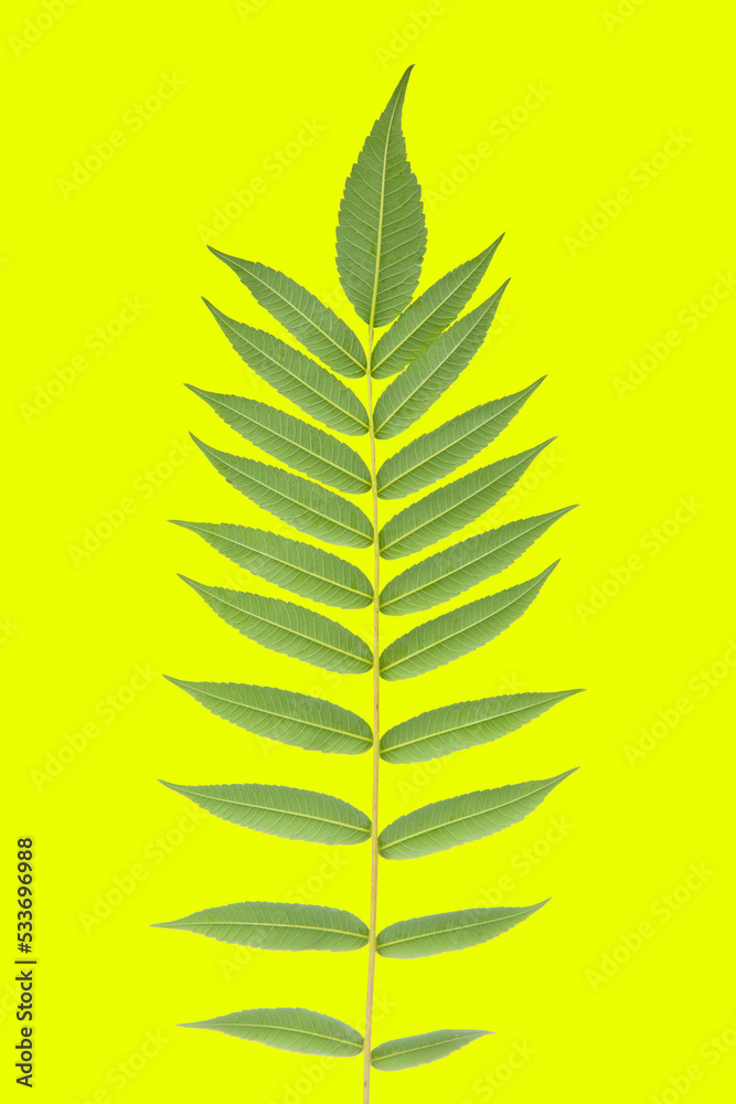 branch with leaves on a yellow background. vegetation and botany branch with leaves on a yellow background. vegetation and botany