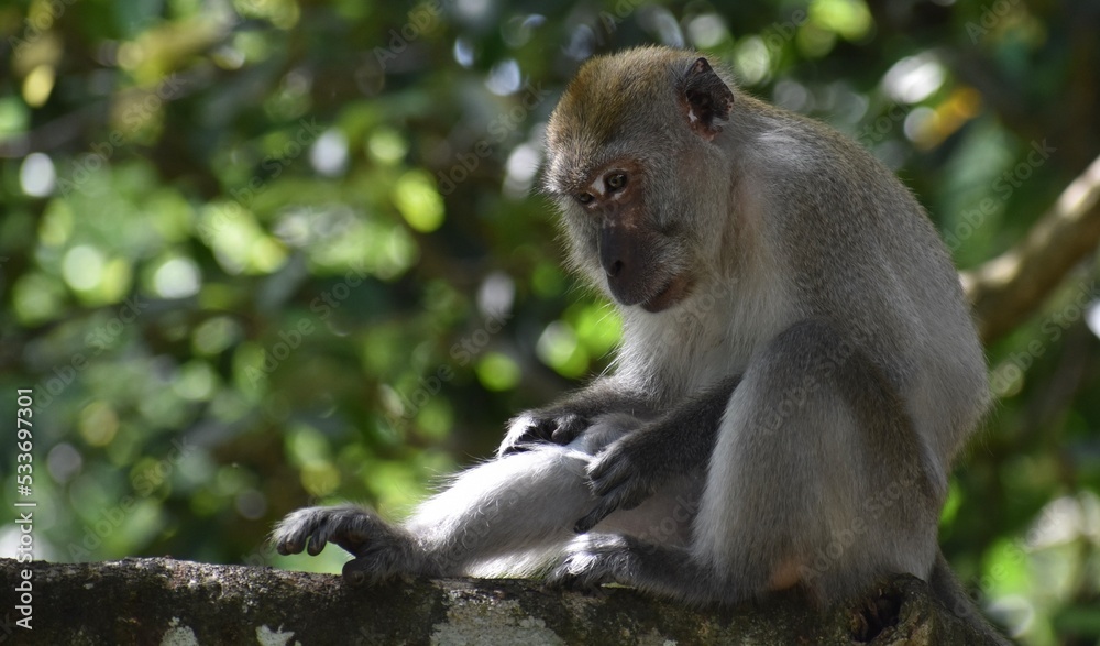 Young macaque monkey grooming itself in a tree in the jungle