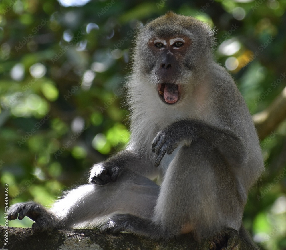Tired macaque monkey sitting in a tree and yawning Tired macaque monkey sitting in a tree and yawning