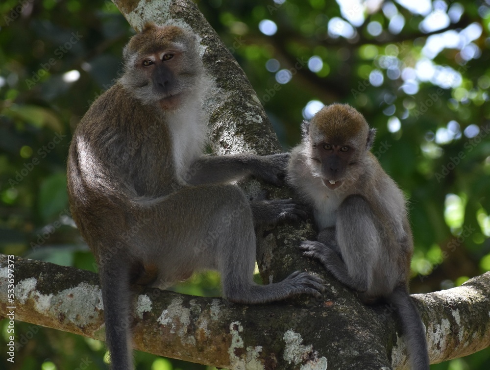 Naklejka premium Young macaque monkeys spending time together in a tree in the Malaysian jungle