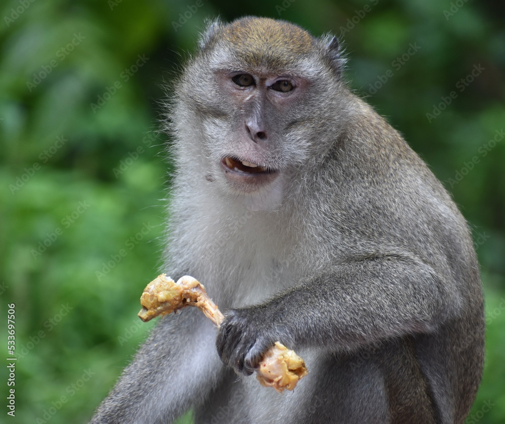 Obraz premium Macaque monkey eating friend chicken in a Malaysian park