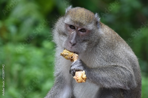 Macaque monkey eating fried chicken in the jungle