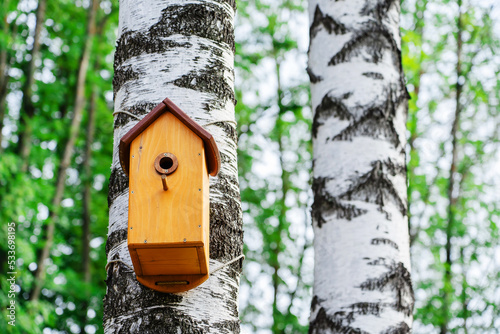 Fototapeta Naklejka Na Ścianę i Meble -  Wooden birdhouse on a birch trunk. House for wild birds in the forest. copy space