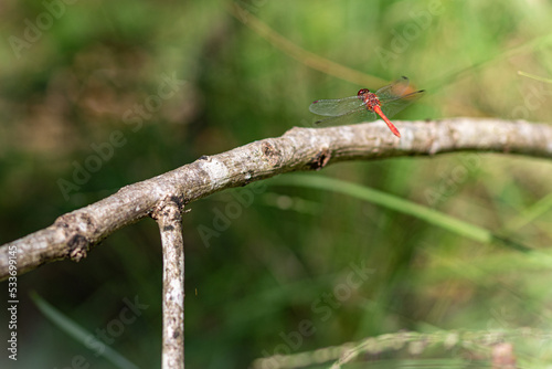 dragonfly on a branch