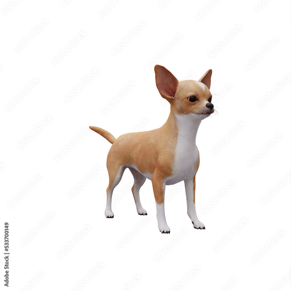 Obraz premium Chihuahua