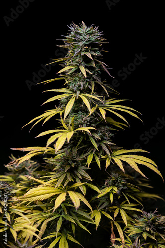 harvest marijuana yellow cannabis
