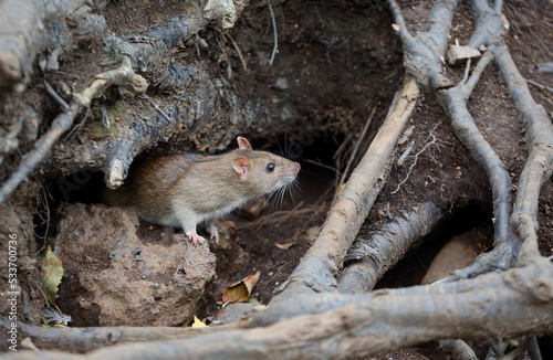 Photography A wild rat crawls out of a hole in the ground under the roots of a tree