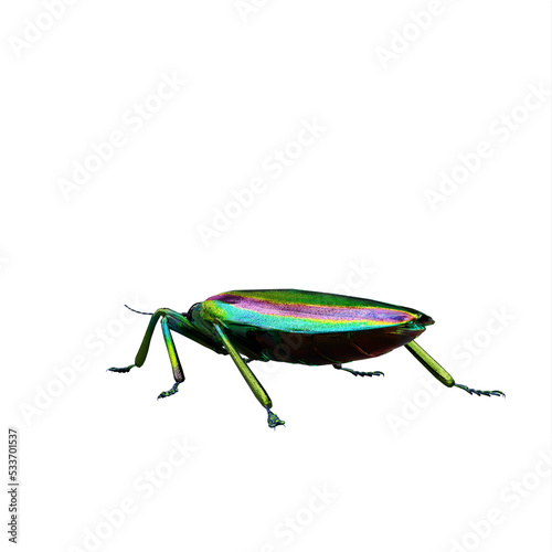 Chrysochroa fulgidissima jewel beetle