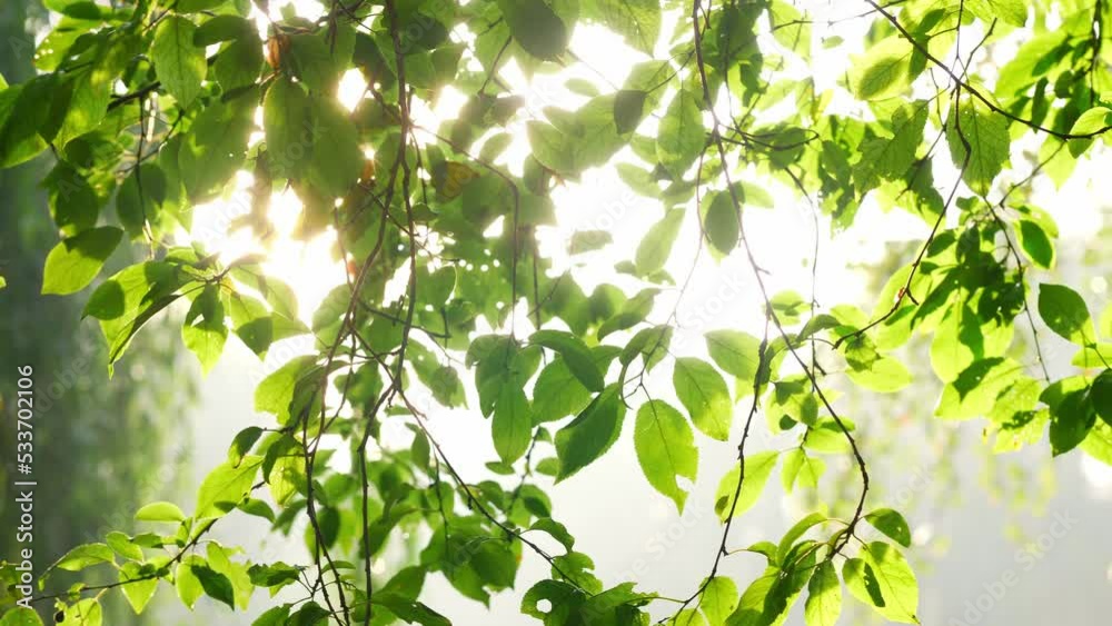 Sunlit green leaves of a tree in the morning forest, sun shining through, slow motion shot Sunlit green leaves of a tree in the morning forest, sun shining through, slow motion shot