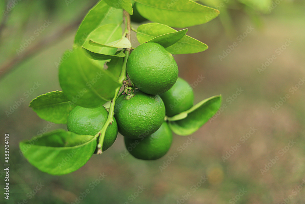 green raw lime hanging on tree in organic farm in thailand for using as a natural product