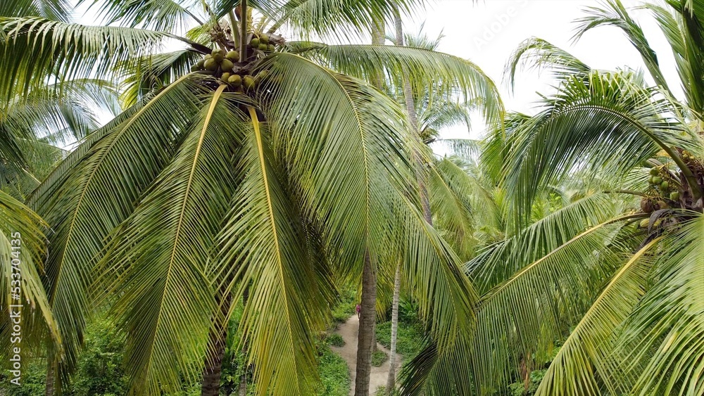 Fototapeta premium view from the drone of palm plants in the jungle forest in Santa Marta Colombia , Tayrona Natural Park - hike in the forest tourist attraction on the Caribbean sea