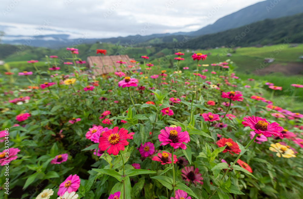 Zinnia flowers blooming in farm of rice field on background in Thailand