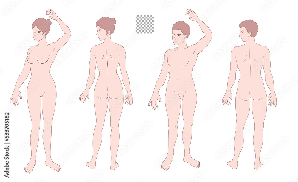 Human body full body illustration set transparent background solid, man, woman, medical, fashion style color front back