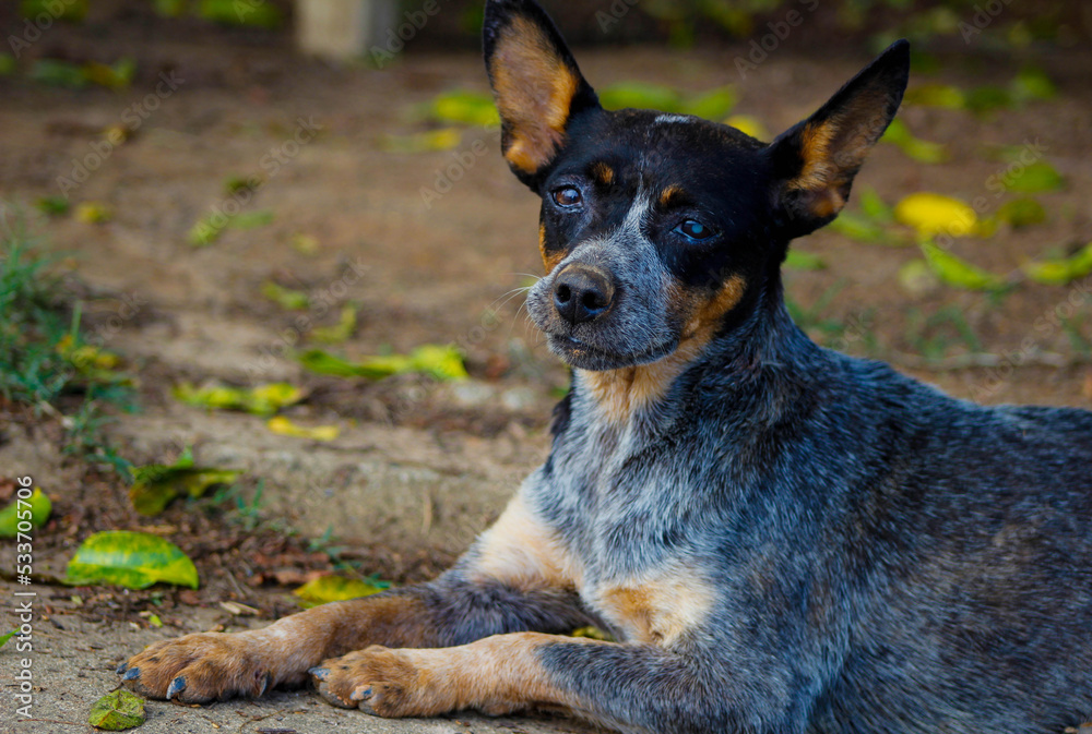 Dog sleeping. Cadela. Cachorro. Pet. 