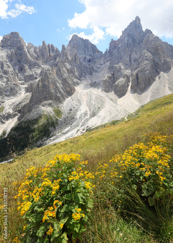 Yellow flowers of Arnica Montana and the mountains of the Dolomites in the Alps in Italy photo