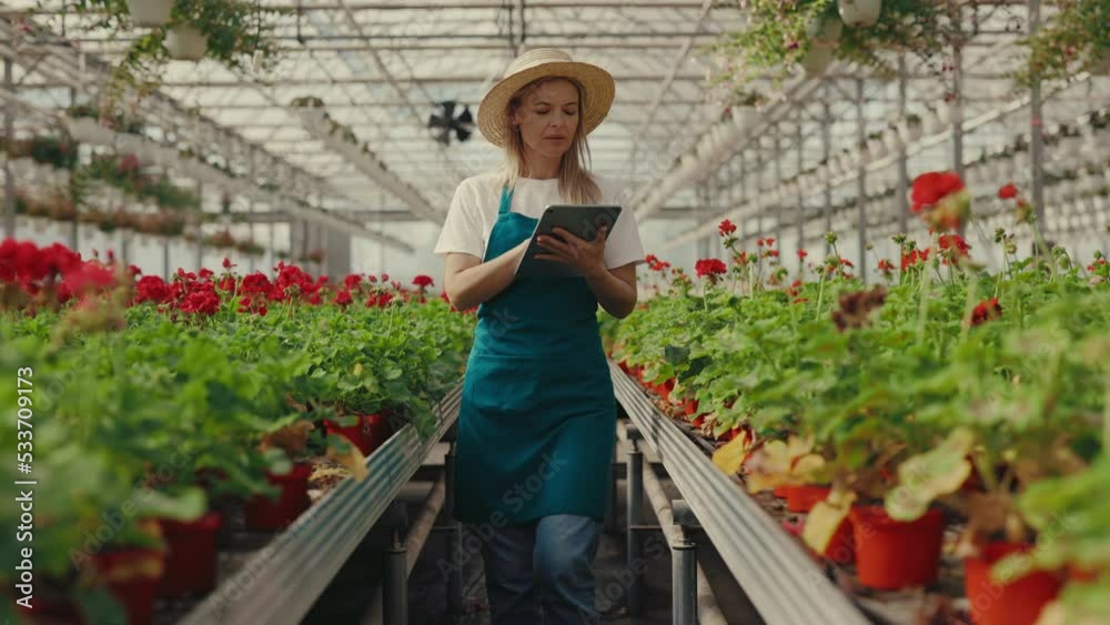 Female gardener is standing in row and gardening at flower store. Greenhouse. Small business. People and professions concept. Female gardener is standing in row and gardening at flower store. Greenhouse. Small business. People and professions concept.