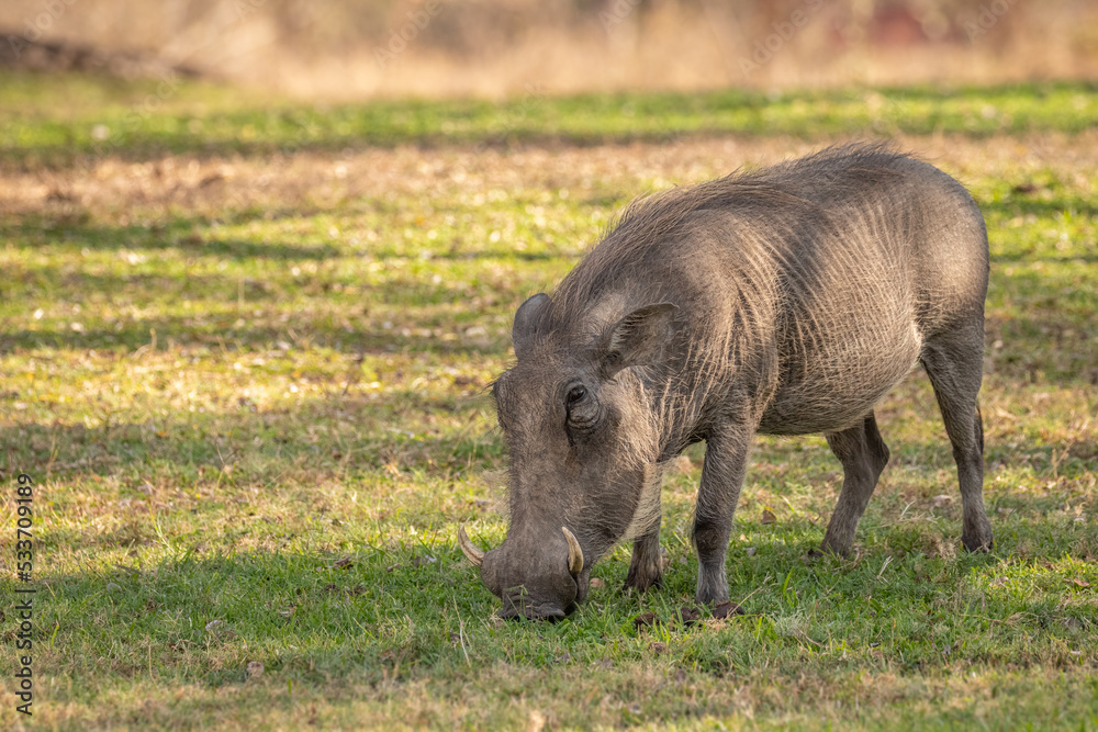 A warthog (Phacochoerus africanus) grazing, Sabi Sands Game Reserve, South Africa. A warthog (Phacochoerus africanus) grazing, Sabi Sands Game Reserve, South Africa.