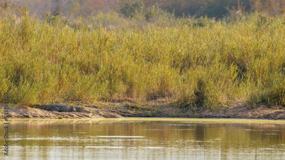 Nile crocodile (Crocodylus niloticus) on a riverbank, Sabi Sands Game Reserve, South Africa. Nile crocodile (Crocodylus niloticus) on a riverbank, Sabi Sands Game Reserve, South Africa.