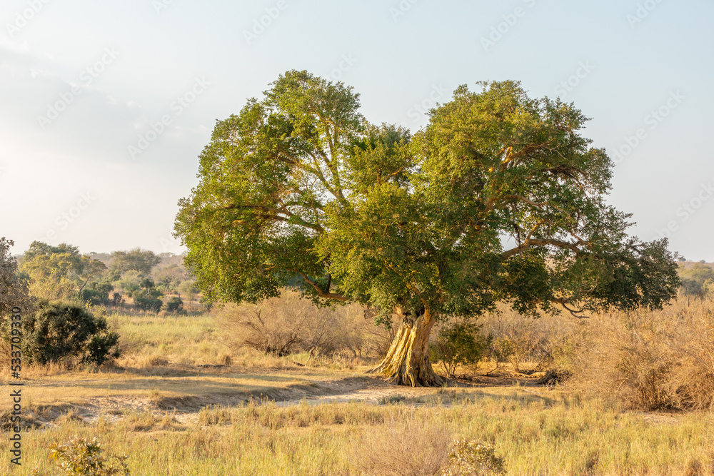 Fototapeta premium A big old fig tree, Sabi Sands Game Reserve, South Africa.