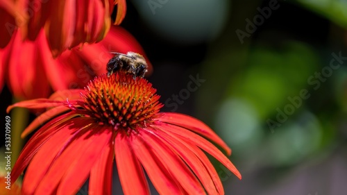 Bumblebee foraging on a purple coneflower (Echinacea purpurea) with red petals