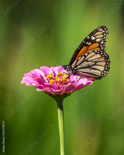 Monarch Butterfly on Pink Zinnia © Gordon