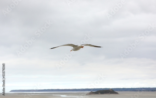 white seagull with yellow beak flying free in the sky above the promontory