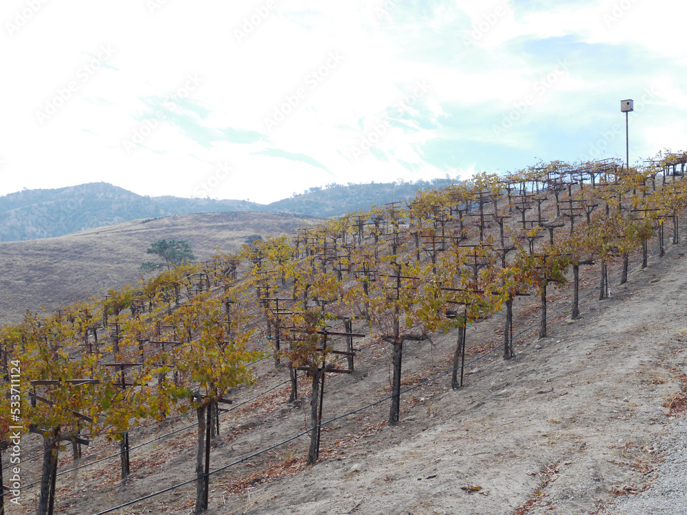 Obraz premium vineyard in fall