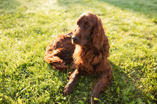 Beautiful happy Irish Setter dog is lying in grass on a beautiful summer day. Copy space