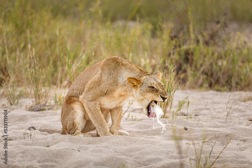 Fototapeta premium Lioness ( Panthera Leo) vomiting, Sabi Sands Game Reserve, South Africa.