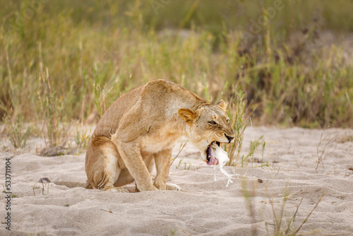 Lioness ( Panthera Leo) vomiting, Sabi Sands Game Reserve, South Africa. photo