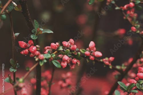 Macro of rockspray cotoneaster branches on a rainy day photo