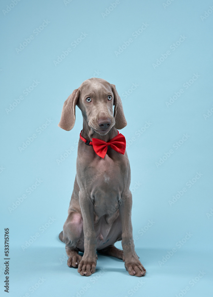 Funny dog in a red bow tie. Happy Weimaraner puppy on a blue background