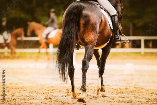 A rear view of a bay horse with a black long tail and a rider in the saddle, which walks through a sandy arena where other riders train. Equestrian sports. Horse riding.
