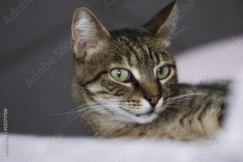 close up portrait of a cat © Rylandminer