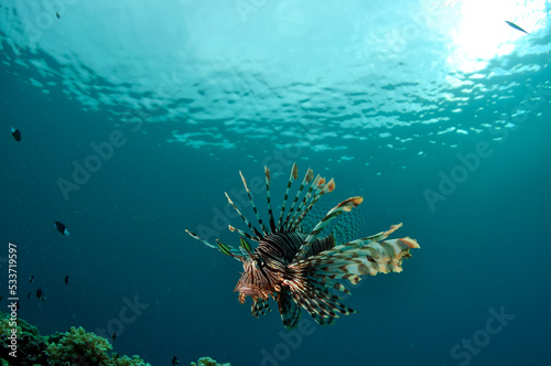 Lionfish Above Reef