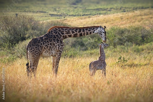 Photography Wholesome mother and baby Masai giraffes where the mom stretched its neck to tou