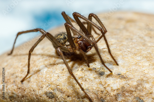 The big house spider Tegenaria domestica