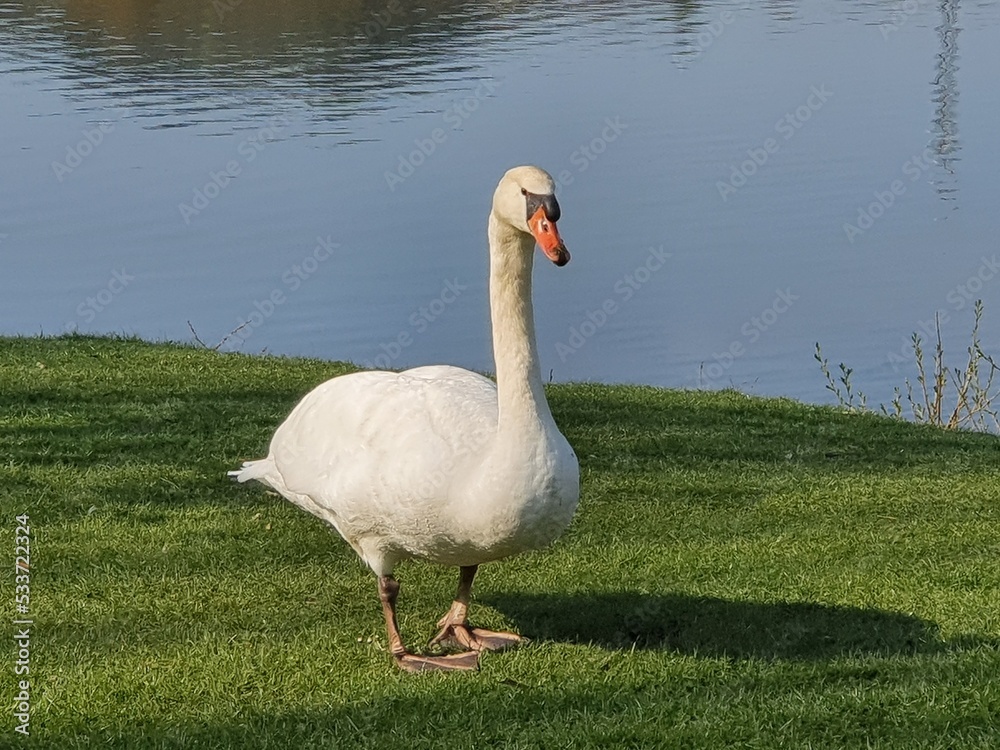 Obraz premium Beautiful mute swan on a meadow