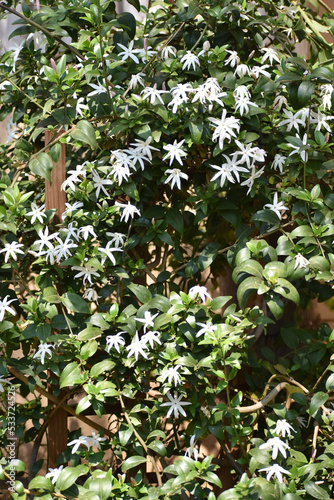 Common Malayan wild Jasmine bush plant( Jasminum elongatum ) also known as native jasmin, elongate jasmine, Bergius. Many white star shaped flowers with green leaves. Oleaceae family photo