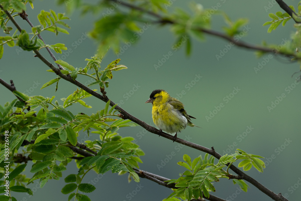 Fototapeta premium Eurasian siskin (Carduelis spinus) 
