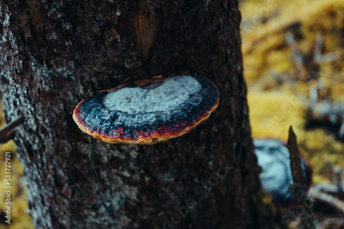 Closeup shot of a red-belted conk growing on the tree