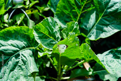 Die Raupen vom Kohlweißling Pieris brassicae vernichten die Kohlernte photo