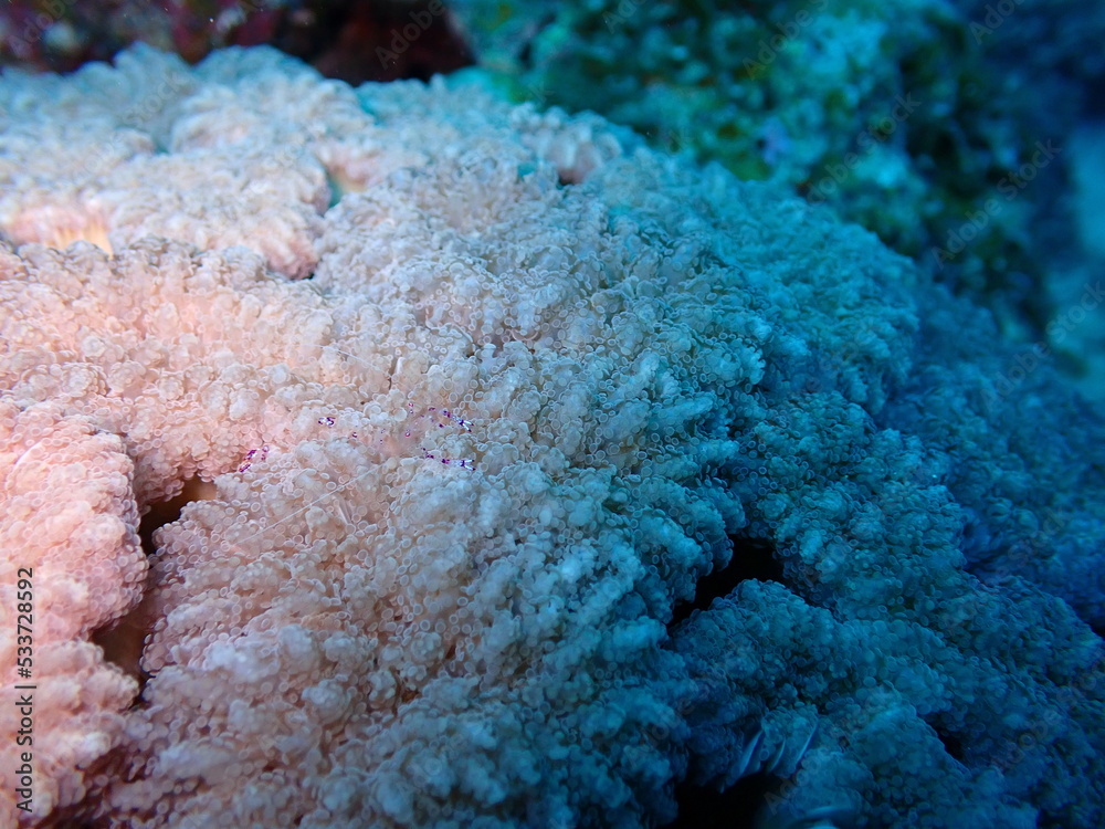 Fototapeta premium 珊瑚に隠れるニセアカホシカクレエビ