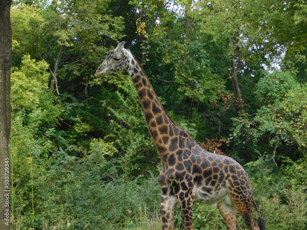 A male giraffe walking by trees A male giraffe walking by trees