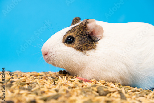 A small guinea pig sits near the feed on a blue background.