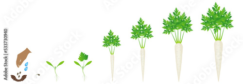 Cycle of growth of root parsley plant isolated on a white background.