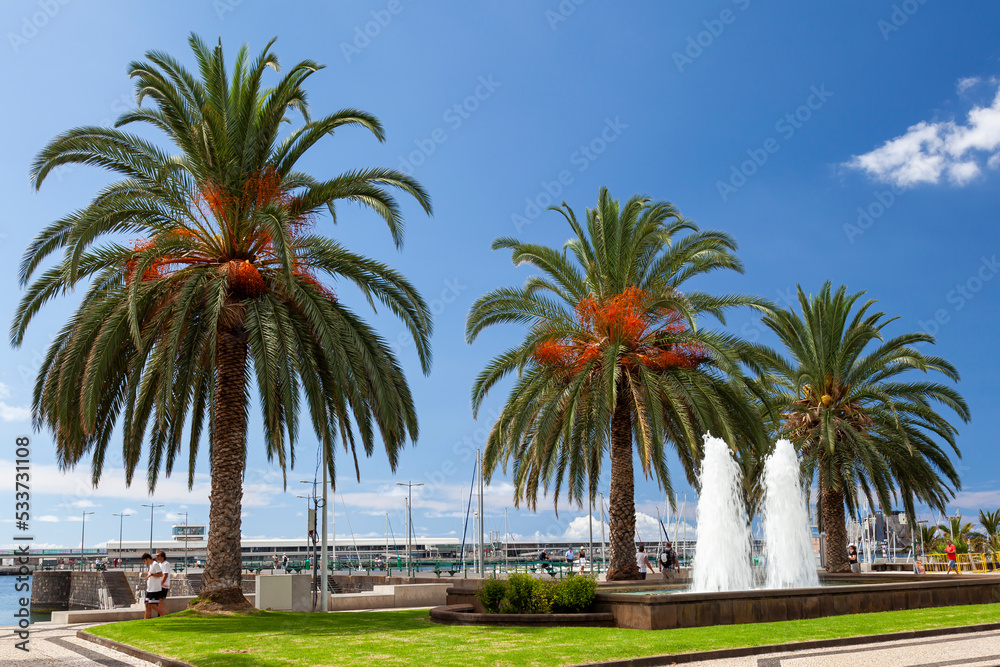 Date palms on the promenade at the port of Funchal, Madeira, Portugal,Europe
