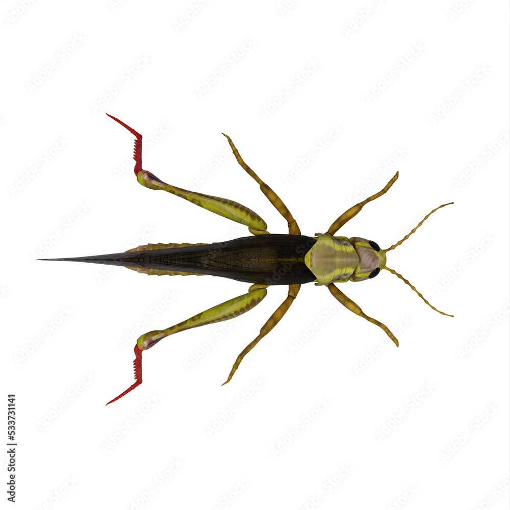 Green Grasshopper Green Grasshopper