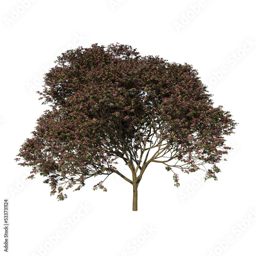 Front view of Tree (Adolescent Rosy trumpet pink poui Apamate Tree 3) Plant png 